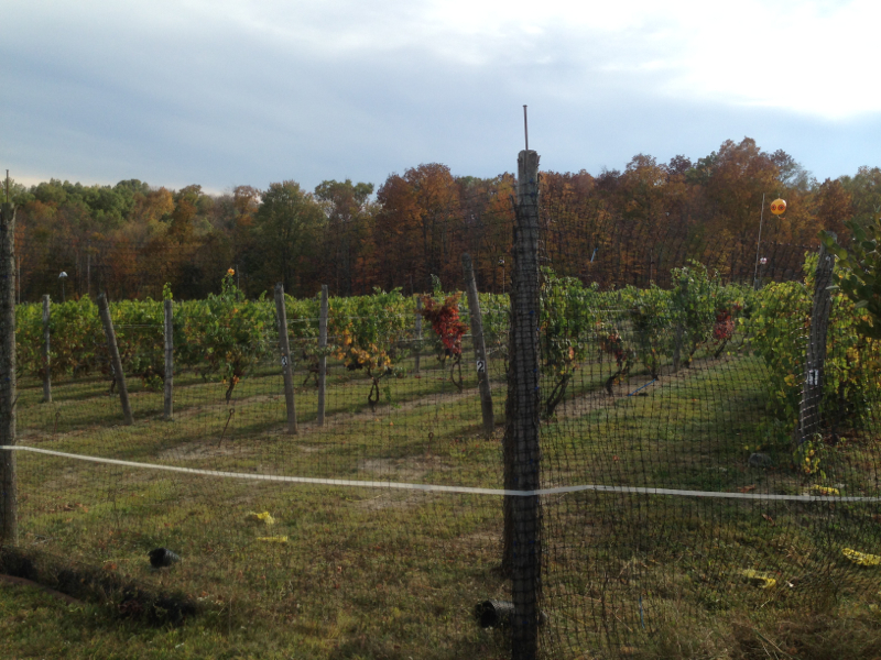 Robibero vineyard rows