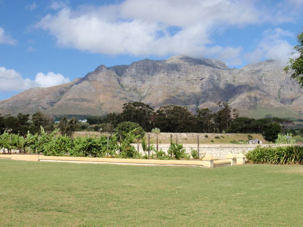 Blaauwklippen mountain backdrop