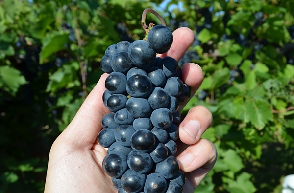 holding a grape cluster