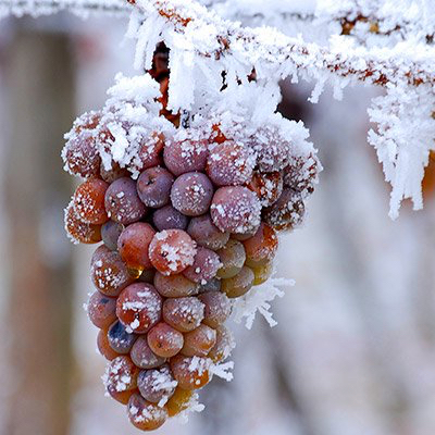 Icewine Photo via Niagara Falls Tourism