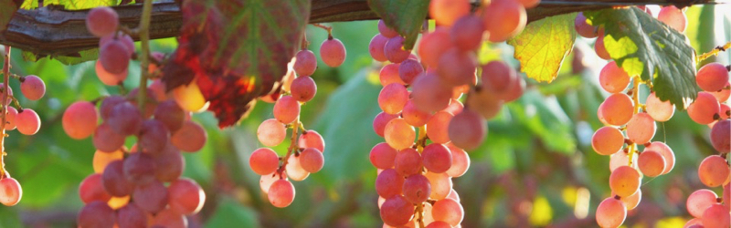 Koshu grapes from Grace Winery