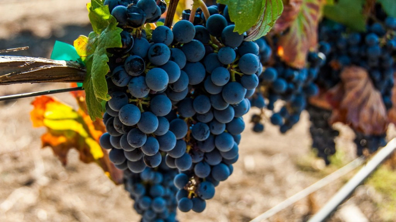 Malbec grapes