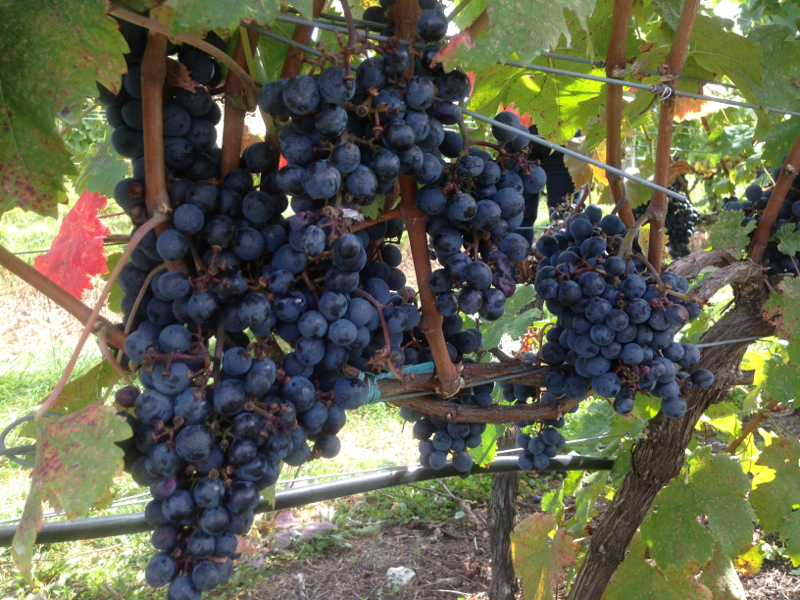 Millbrook cabernet franc grapes on vine