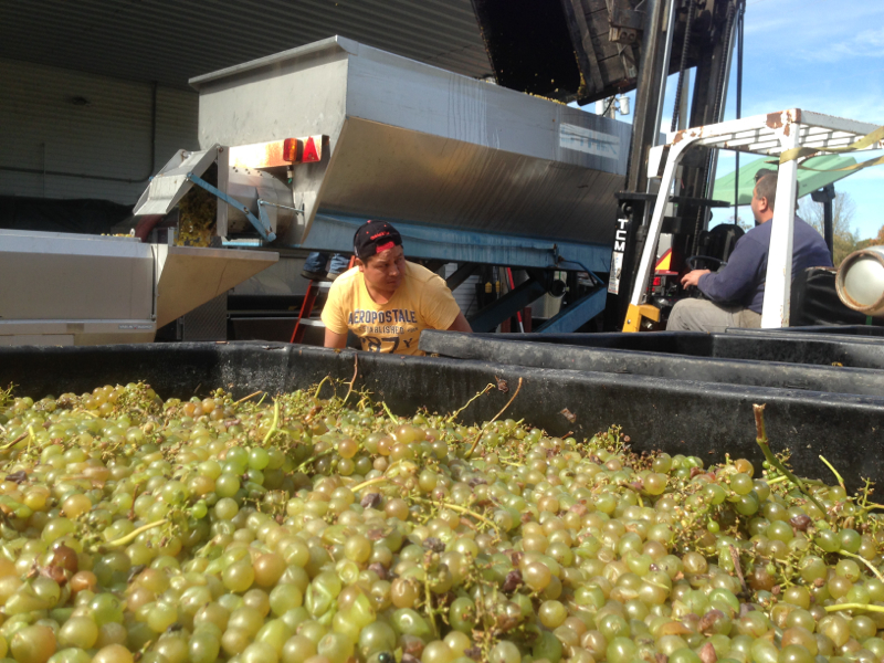 Millbrook chardonnay harvest and grapes