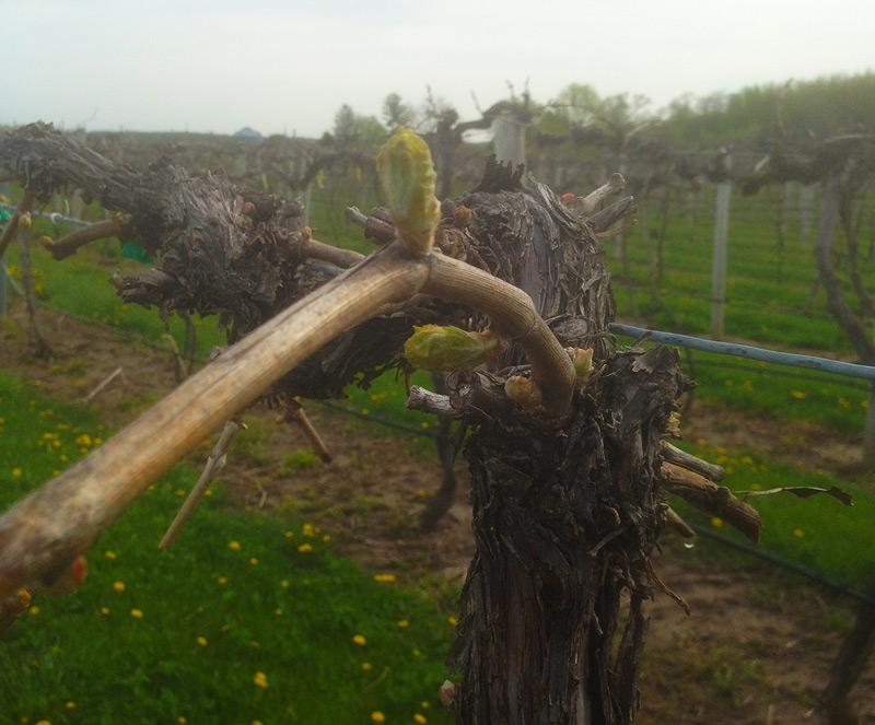 Bud at Mitchell Vineyard