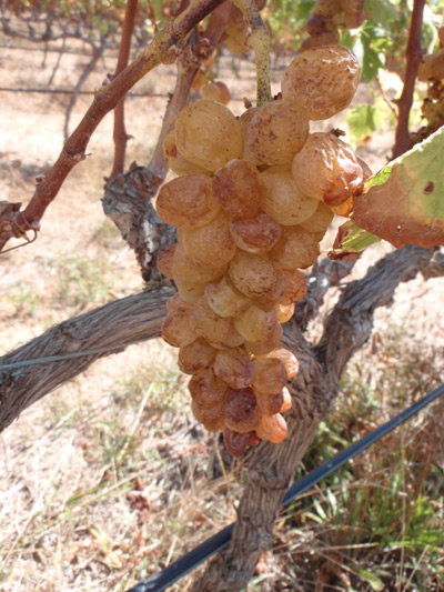 muscat grapes