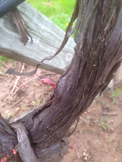 Mitchell Vineyard bud break