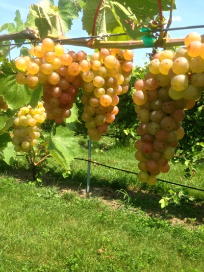 Somerset grapes